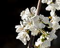 Orchard Blossom 65